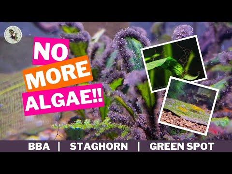 NO MORE ALGAE! The Solution To Black Beard Algae
