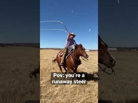 Pov: Runaway Steer #cowboy #horse #roping #horses #cattle