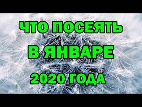 Что посеять в ЯНВАРЕ 2020 года.