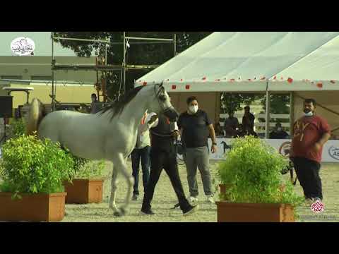 N 127 MUSHTABAH AL ZOBAIR   Bahrain National Day 2020   Colts 3 Years Old Class 8B