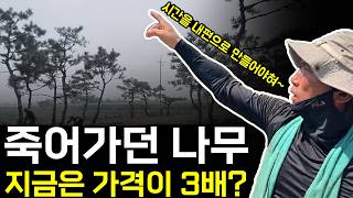 방치된 땅, 죽어가던 나무, 3년만에 특A급으로!