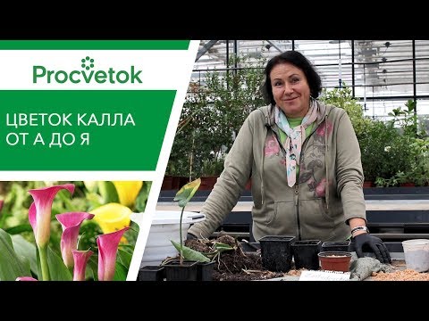 Вырастить КАЛЛУ легко! Секреты ухода за каллой в саду и дома