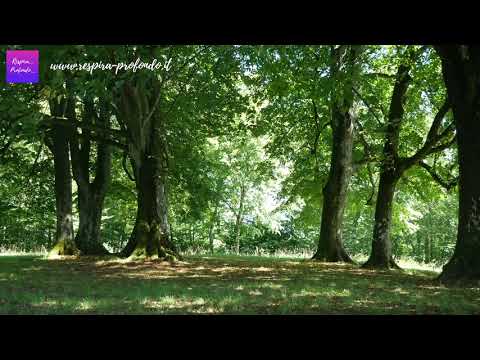 Meditazione del bosco