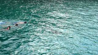 preview picture of video 'Swimming with a dolphin in the wild on the Sailing Yacht Billy Jean in the Caribbean Virgin Islands'