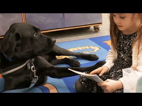 2nd YouTube video about are service dogs allowed in schools