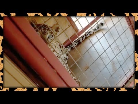 download lagu mp3 mp4 Crazy Pants, download lagu Crazy Pants gratis, unduh video klip Crazy Pants