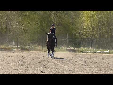 gelding *2011 by JAZZ x DON PRIMERO