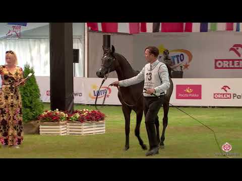 N 73 KAPITANO AF   2020 PRIDE OF POLAND   42nd Arabian Horse National Show   Yearling Colts Class 4B
