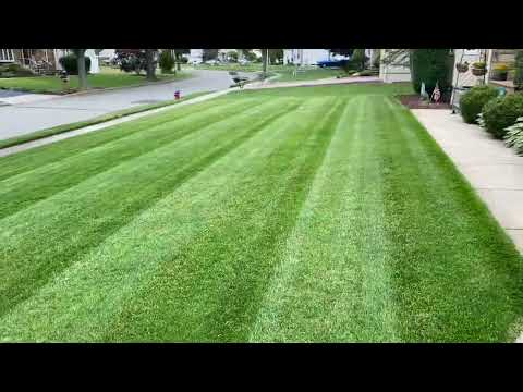 Nitrogen Boost! Adding Urea to the lawn