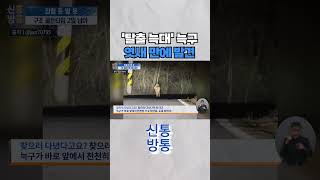 [신통방통] '탈출 늑대' 늑구, 어젯밤 대전 야산서 발견···일주일 전 마지막 식사 #shorts