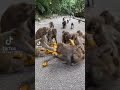 Haryanvi Bandar Bandriya Ka Khel Funny Video Comedy Video Short Funny Monkey Dance Video 2021