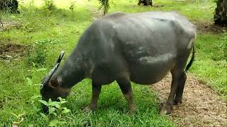 Makan Yang Segar Di Dekat kubangan