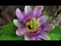 * Summer Blink - Cocteau Twins - open your nature