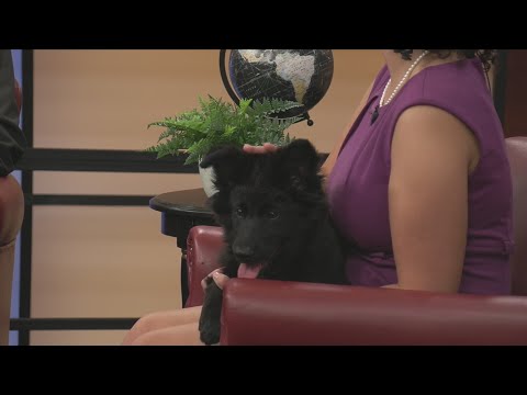 Friday Pets - YouTube