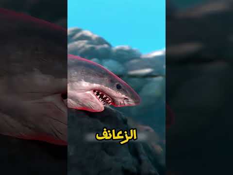 السر الصادم وراء أشهر شوربة في العالم.. ملايين القروش بتموت بسبب 