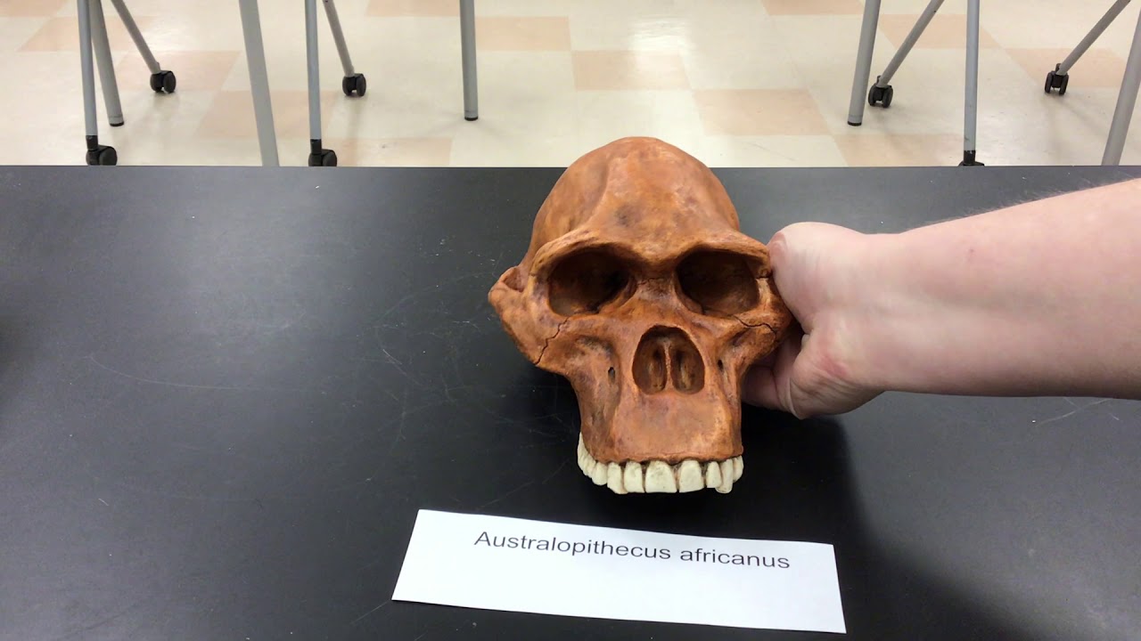 Australopithecus africanus Cranium Model