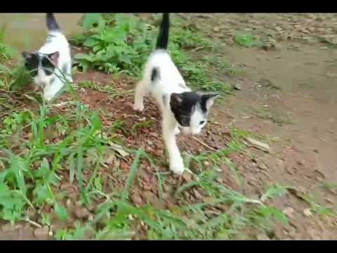 Cute Kittens ❤️ 😍 💖