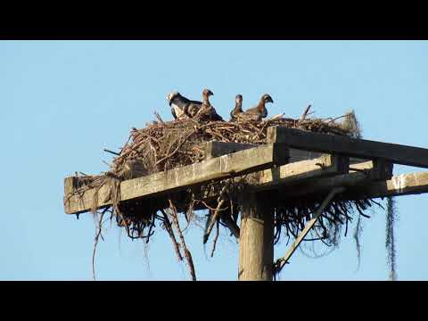 osprey chicks sibling rivalry pecking order