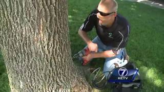 Ways to treat a tree susceptible to the ash borer beetle