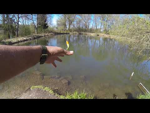 Forelle Angeln mit Gummi-Köder