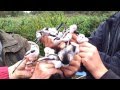 Longed Tailed Tit Aegithalos Caudatus Stjärtmes
