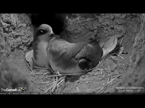 Tender Preening as Male Returns to the Burrow on the Bermuda Cahow Cam