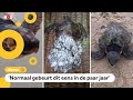 Waarom spoelen nu zo veel tropische schildpadden aan?