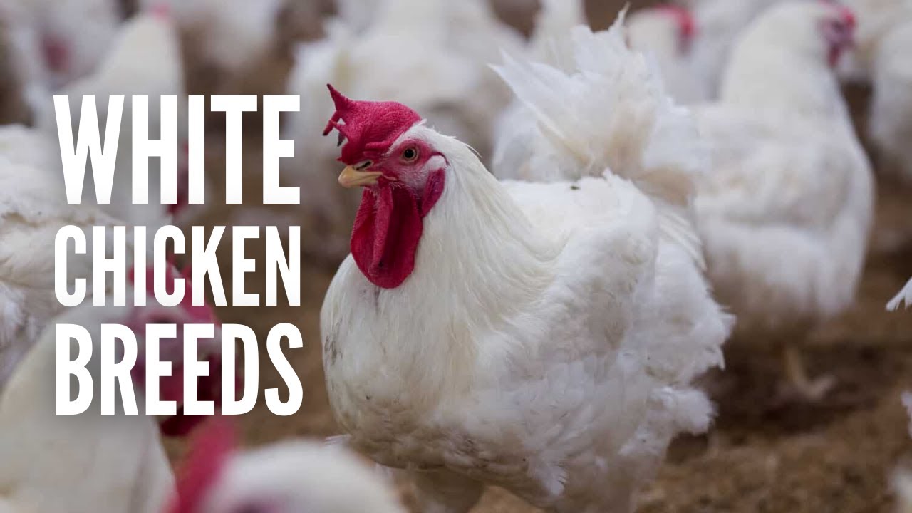 15 White Chicken Breeds to Add to Your Flock