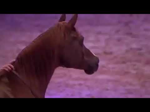 O domador de cavalos