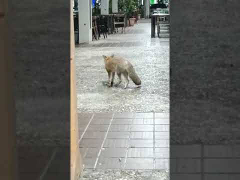 Pesaro, la "volpe del mare" cerca un ristorante