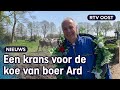 Koeien versieren: een heuse Almauftrieb voor de koeien van boer Ard | RTV Oost