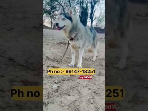 🐶❤️✔️ #dailyshots #sharemarket #davindernirman