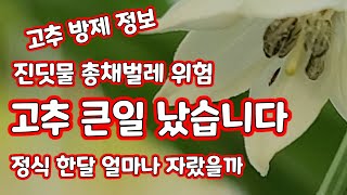 고추 총채벌레 진딧물 발생 방제 정보 알아보기 [고추재배방법]