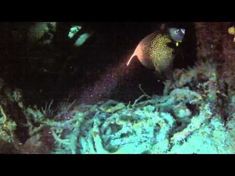 Proteus, Key Biscayne