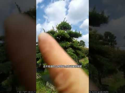 羅漢松果實可以吃嗎