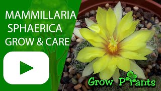Mammillaria sphaerica – grow & care (Beautiful cactus)