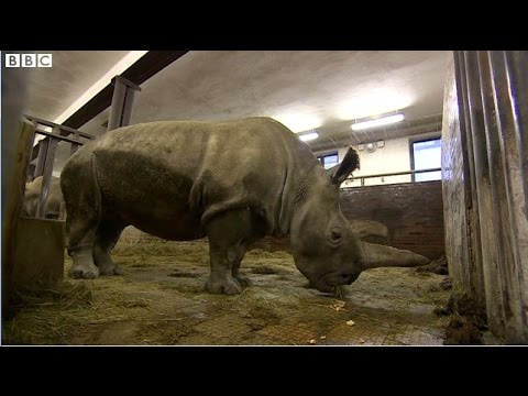 リーフゲビード スマトラアンセ ノイスホルン.JPG