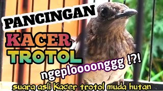 Download lagu PANCINGAN KACER TROTOL AGAR NGEPLONG DAN EMOSI || COCOK UNTUK MELATIH MENTAL KACER TROTOLAN mp3