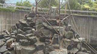 Iida · Live streaming of cvn monkey mountain live stream