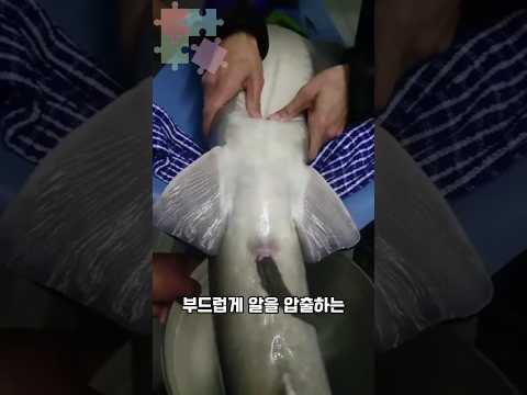 캐비어 채취의 충격적인 진실