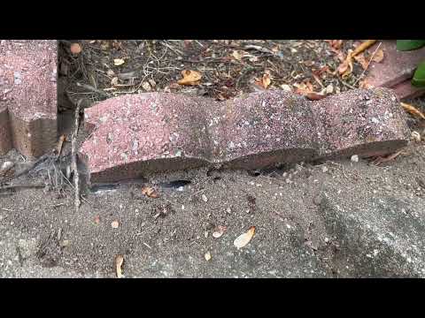 Ants Found in the Mulch Bed in Holmdel, NJ