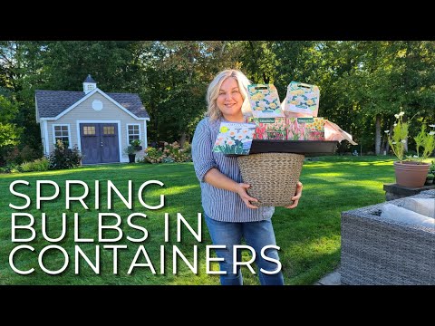 How To Grow Tulips in Pots! Planting Spring Blooming Bulbs In Containers  Planters Tulips, Daffodils