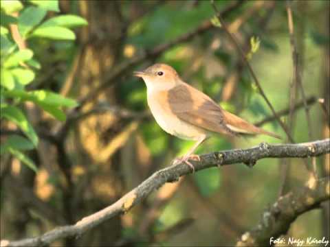 Fülemüle (Luscinia megarhynchos) 2003.06.04. - Kenézlő