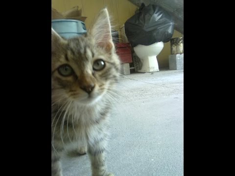 GATO JUGANDO / CAT PLAYING | Luis Alberto D