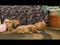Cockapoo dogs for sale: Twix - Video 1