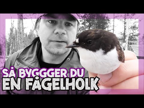 Så bygger du en fågelholk