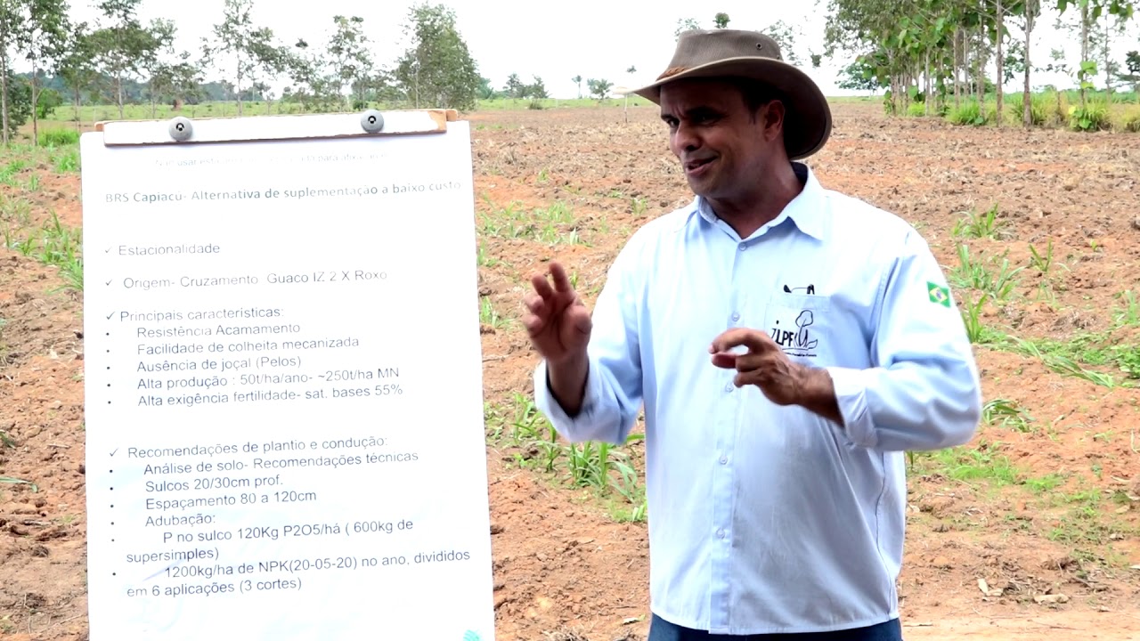 BRS Capiaçú: alternativa de baixo custo para suplementação - Orlando Oliveira (Embrapa)