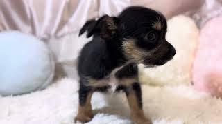 ハーフ犬の動画01