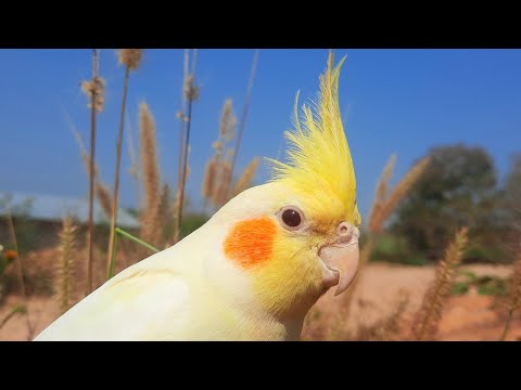 Cockatiel bird sounds : morning cockatiel bird sound parrot singing sounds