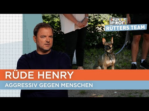 Even his own owner is being attacked by the Basenji-Shepherd mix 😳 | The Dog Whisperer - Rütter's...